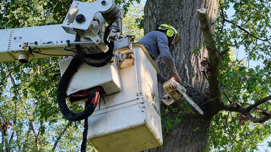 Worker trims large tree branch using a chainsaw while elevated in a bucket truck surrounded by dense green foliage.