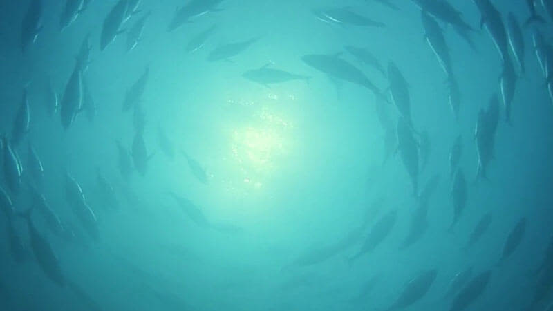 endjin helps OceanMind fight illegal fishing and human trafficking with Microsoft Azure