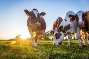 Beef-on-dairy production is helping farmers prosper while reducing greenhouse gases.