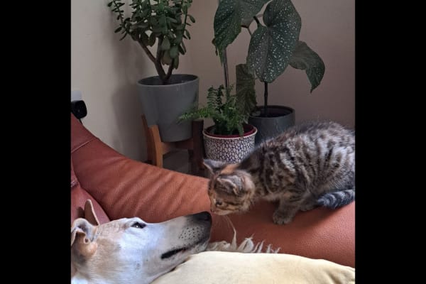 House sit in Courtmacsherry, Ireland