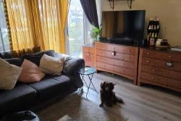 House sit in Crawley, United Kingdom