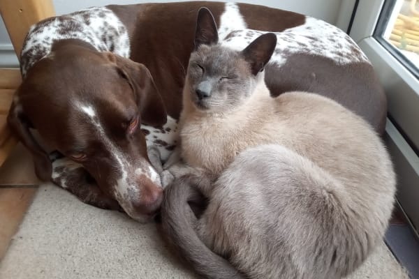 House sit in Street, United Kingdom