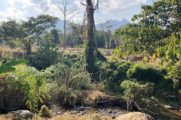 House sit in Pai, Thailand