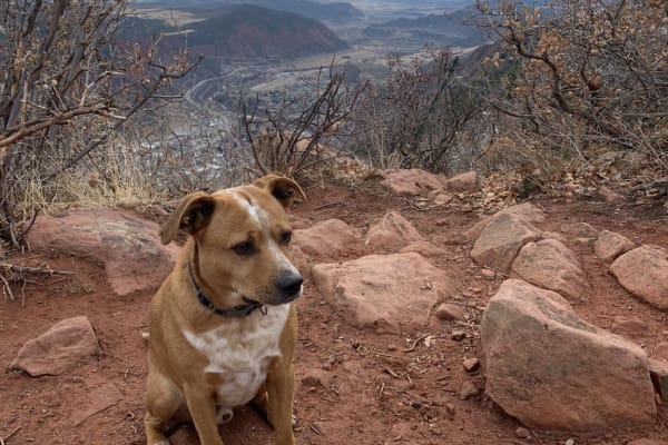 House sit in Glenwood Springs, CO, US