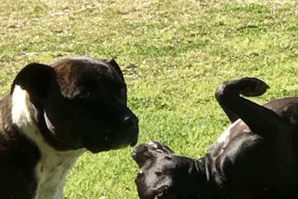 House sit in Goulburn, NSW, Australia
