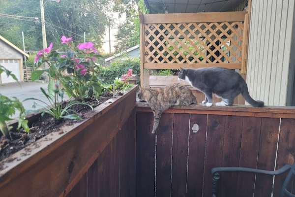 House sit in Vancouver, BC, Canada