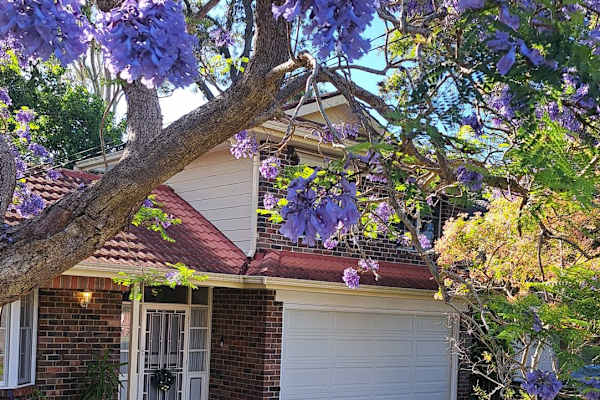 House sit in Sydney, NSW, Australia