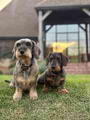 Minty and clover