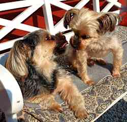 Kissing in the sun.