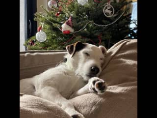Marshall is a pure-bred, long-legged Jack Russell / Parsons Jack Russell