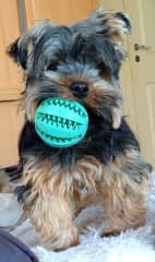Rosie loves to play ball and needs a trim!