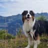 House sit pet parent - Looking for a Dog Lover to Care for Our Aussie Shepherd