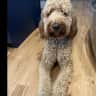 House sit pet parent - Goldendoodle with energy and love to share!