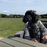 House sit pet parent - New Forest.
(near Lymington)