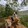 House sit pet parent - Looking for dog lover to look after multiple dogs