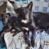 House sit pet parent - Apartment/pet sitting for a week in Morzine France. Pets: 2 x dogs & 1 x cat